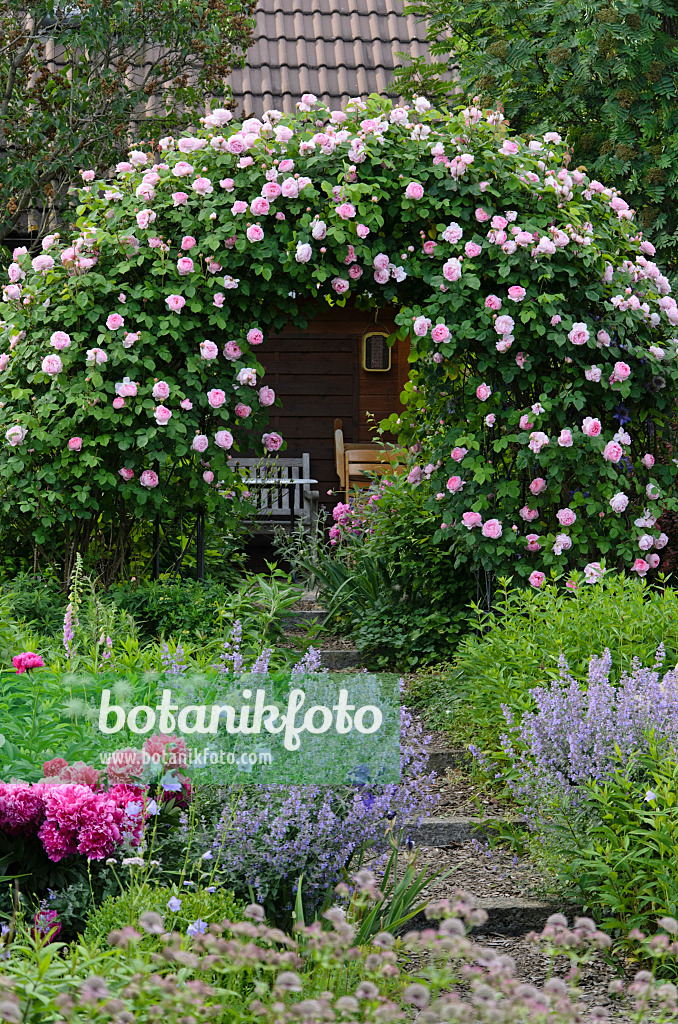 Images Roses Gardens - - botanikfoto Images of and Plants 6