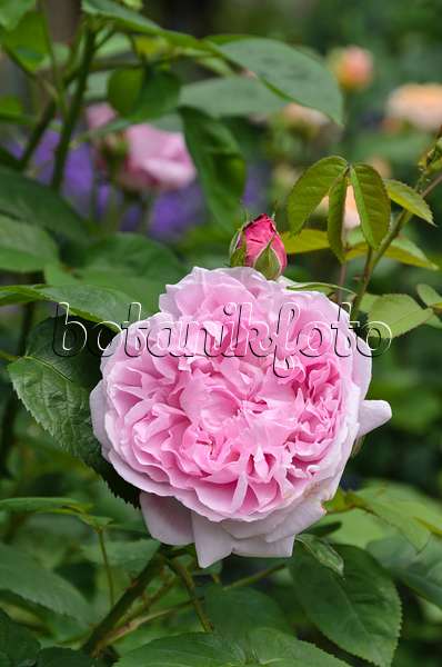 496384 - English rose (Rosa Mary Rose)
