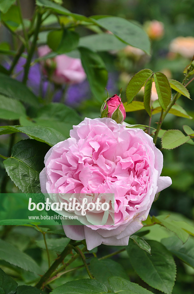 496384 - English rose (Rosa Mary Rose)