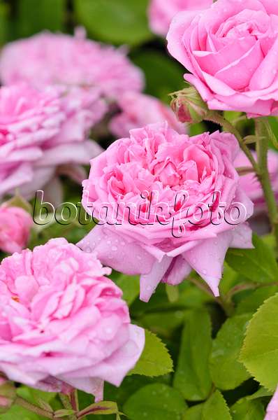 521261 - English rose (Rosa Mary Rose)
