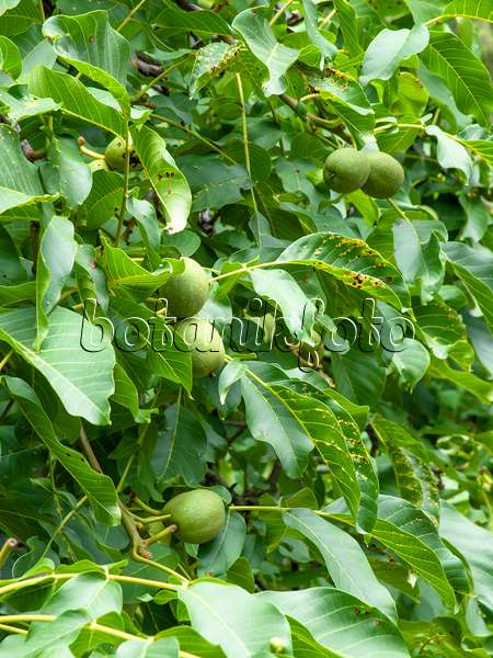463050 - English walnut (Juglans regia)