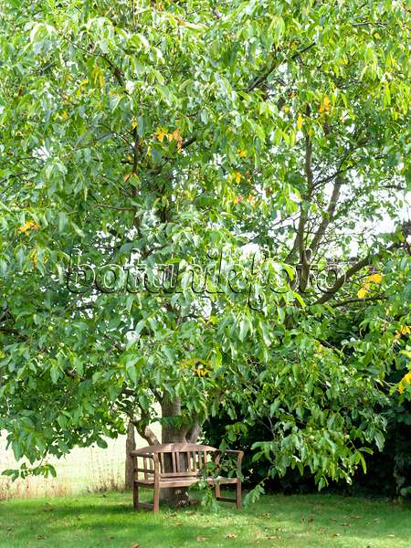 476190 - English walnut (Juglans regia)