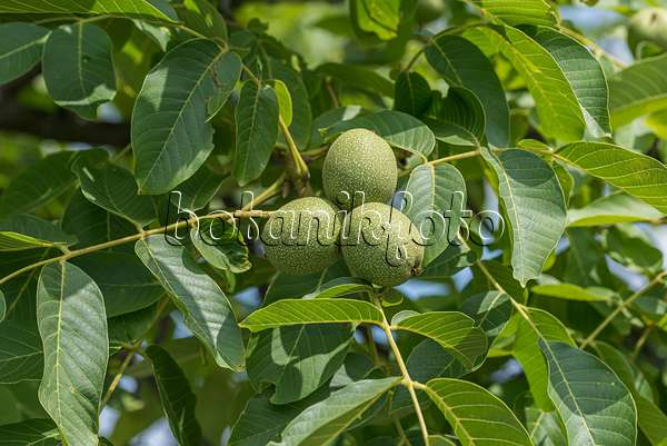 616012 - English walnut (Juglans regia 'Ockerwitzer Lange')