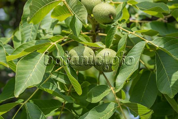 616013 - English walnut (Juglans regia 'Ockerwitzer Lange')