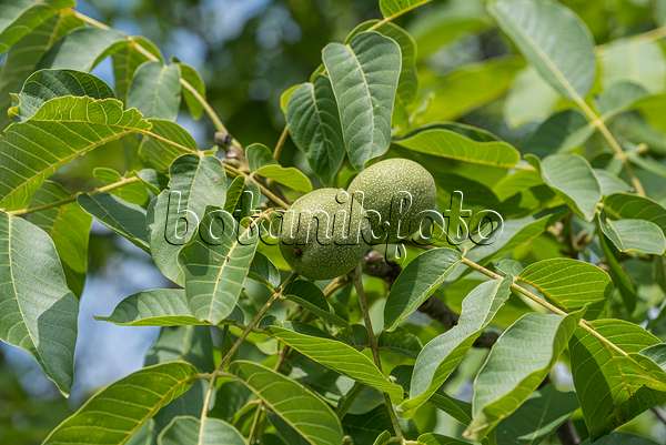 616014 - English walnut (Juglans regia 'Ockerwitzer Lange')