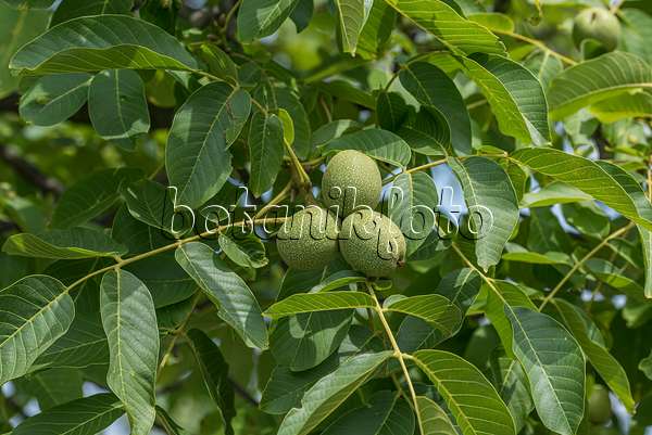 616015 - English walnut (Juglans regia 'Ockerwitzer Lange')