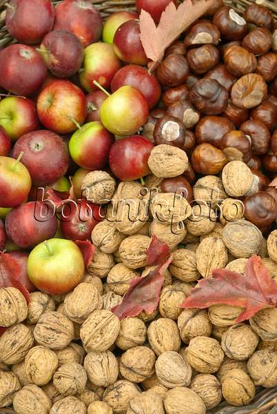 517298 - English walnuts (Juglans regia), orchard apples (Malus x domestica) and common horse chestnuts (Aesculus hippocastanum)