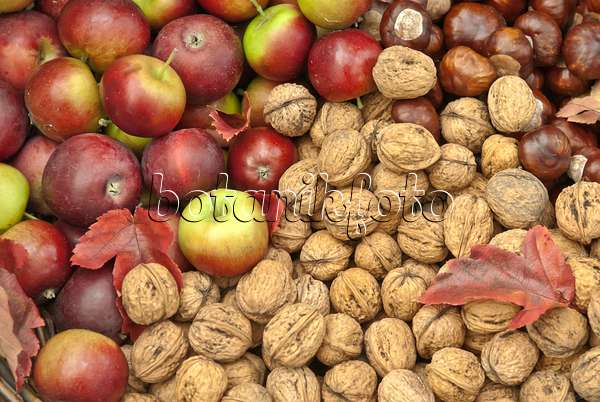 517299 - English walnuts (Juglans regia), orchard apples (Malus x domestica) and common horse chestnuts (Aesculus hippocastanum)