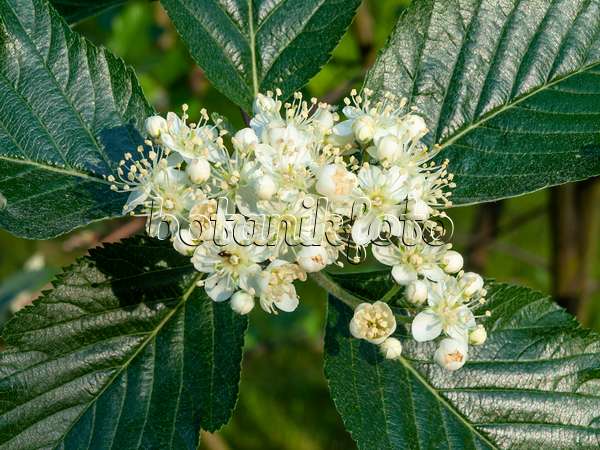 460087 - English whitebeam (Sorbus anglica)