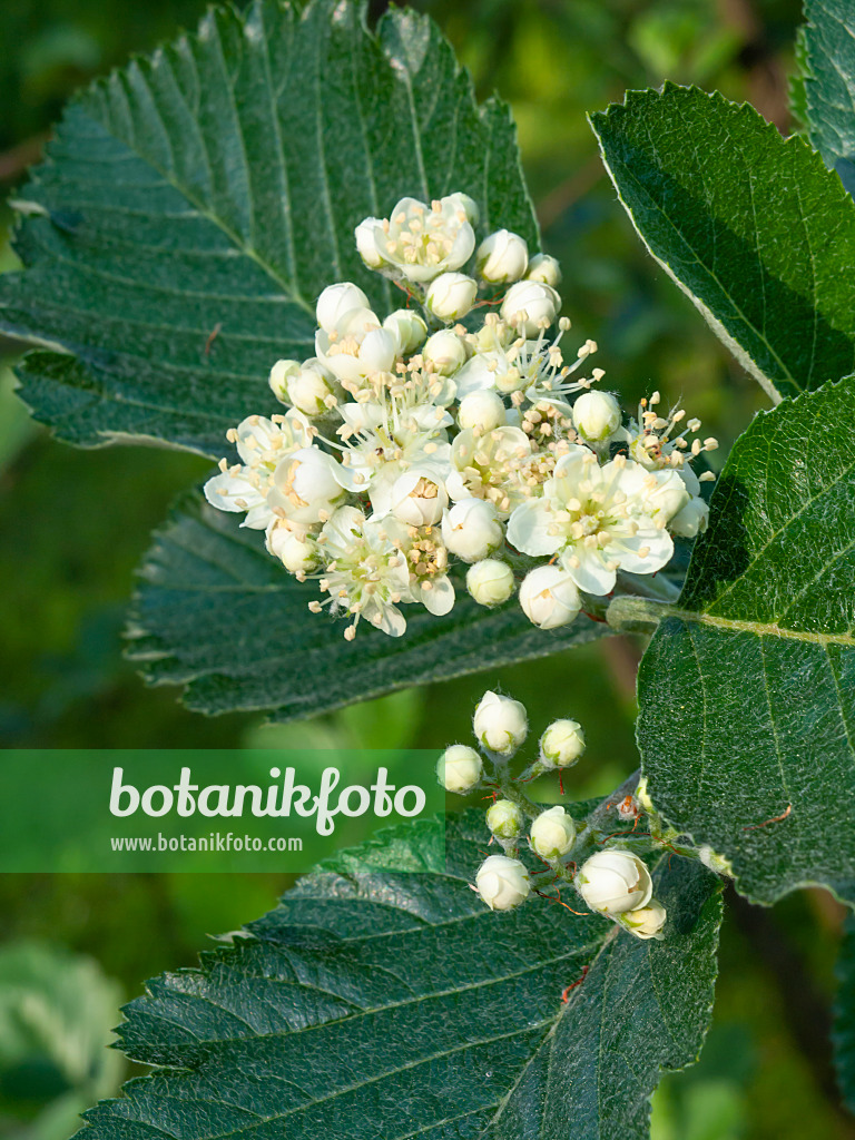 460088 - English whitebeam (Sorbus anglica)