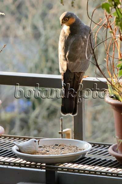 551040 - Épervier d'Europe (Accipiter nisus) chez une mangeoire pour les oiseaux