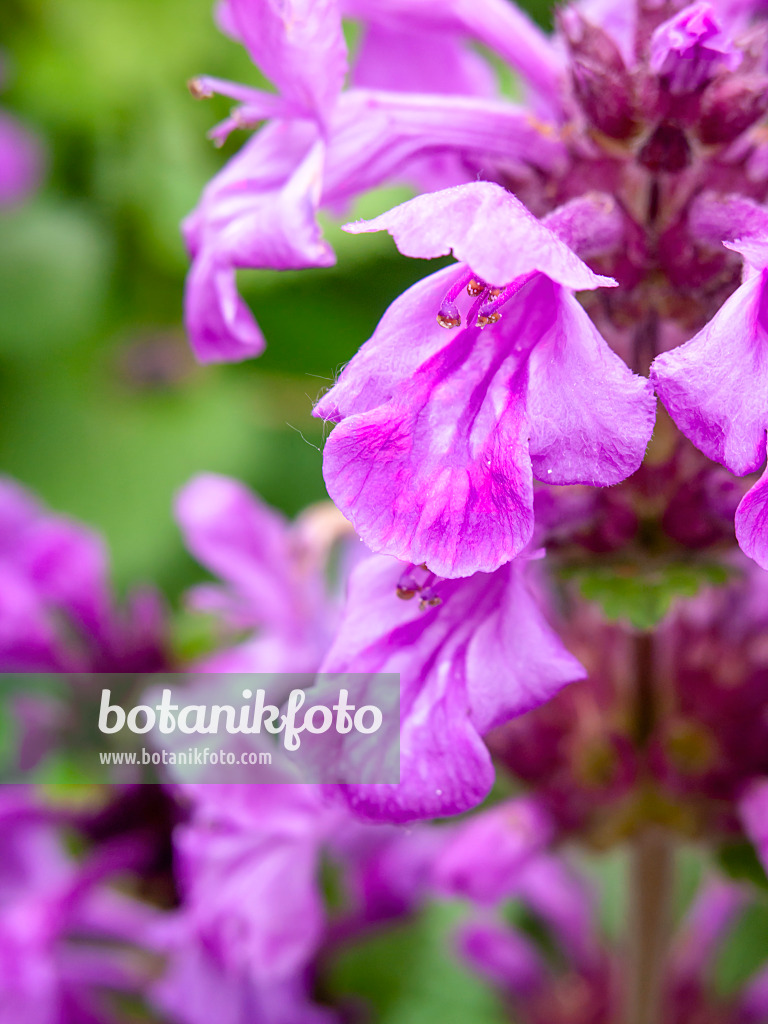 426170 - Épiaire à grandes fleurs (Stachys macrantha 'Superba')