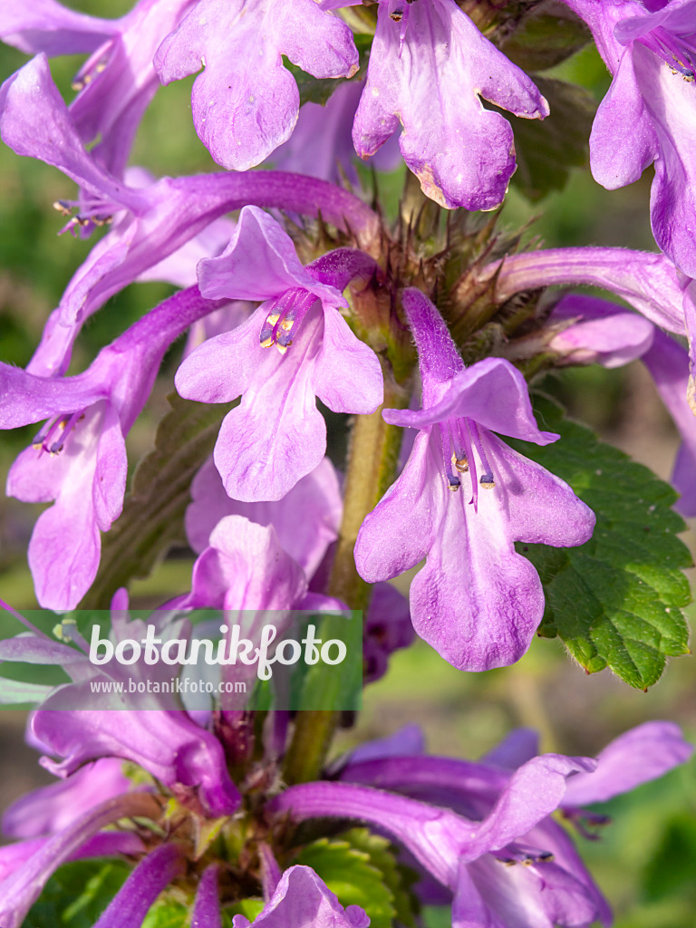 438274 - Épiaire à grandes fleurs (Stachys macrantha)