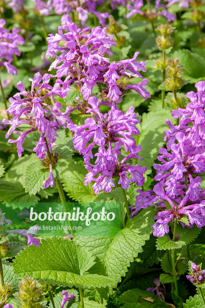 593204 - Épiaire à grandes fleurs (Stachys macrantha 'Superba')