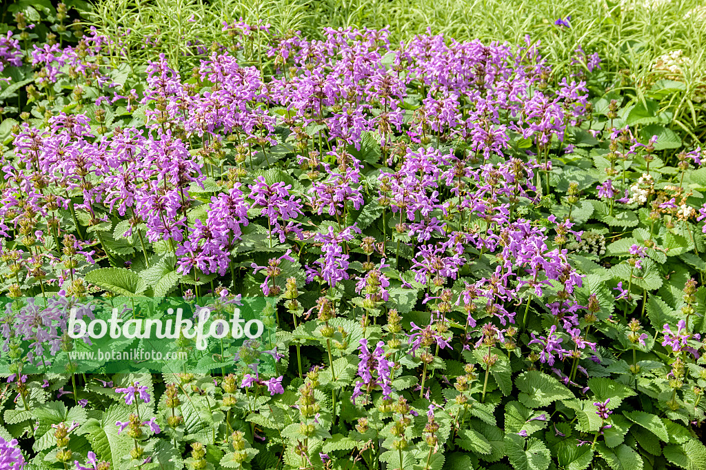 593205 - Épiaire à grandes fleurs (Stachys macrantha 'Superba')