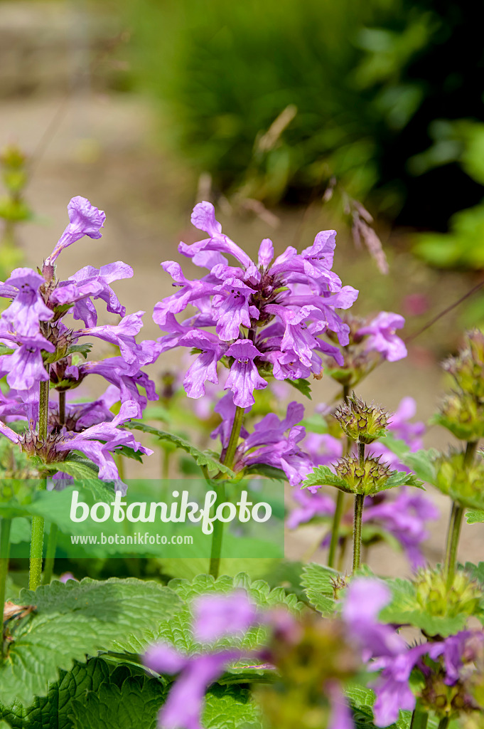 593206 - Épiaire à grandes fleurs (Stachys macrantha 'Superba')