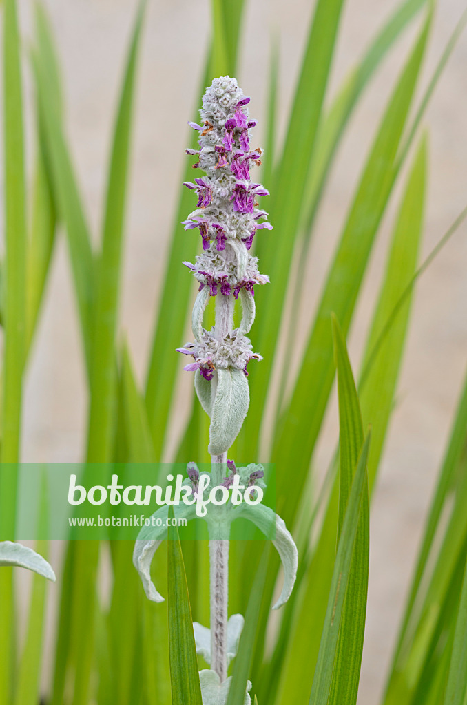 521334 - Épiaire de Byzance (Stachys byzantina)