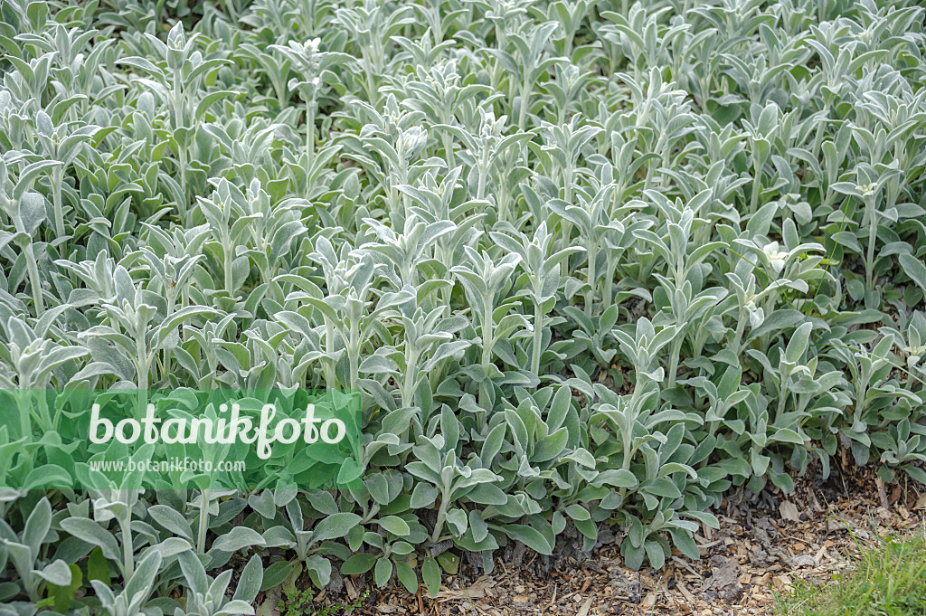 535434 - Épiaire de Byzance (Stachys byzantina)