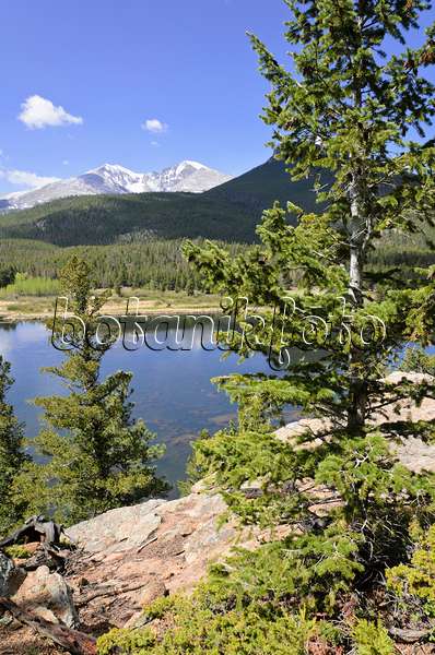 508349 - Épicéa bleu du Colorado (Picea pungens) à Lily Lake, parc national des Rocky Mountains, Colorado, États-Unis