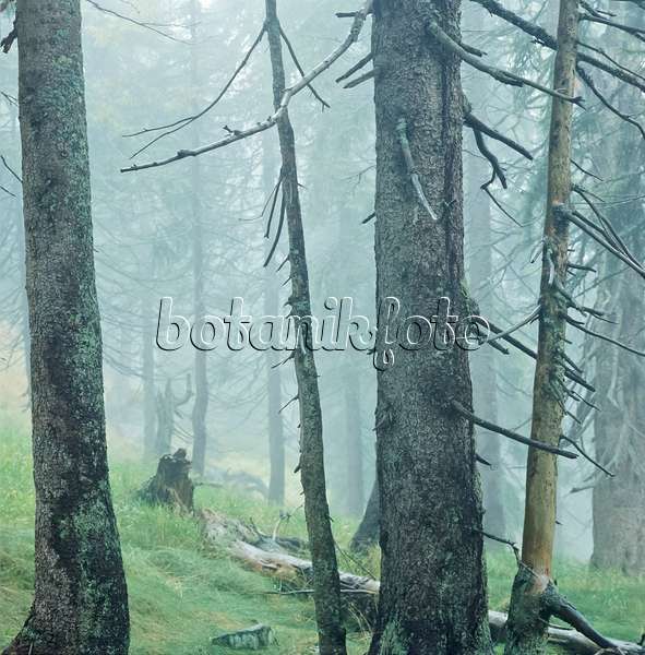 249006 - Épicéa commun (Picea abies), parc national de la forêt Bavaroise, Allemagne