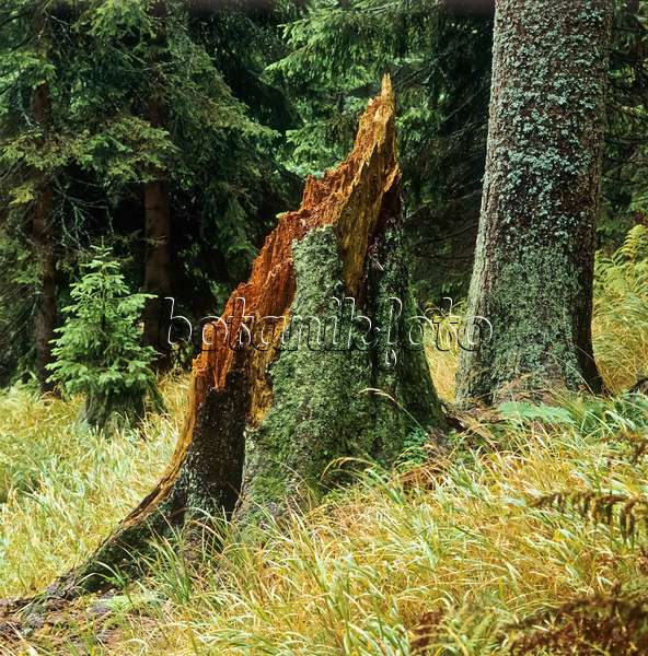 249007 - Épicéa commun (Picea abies), parc national de la forêt Bavaroise, Allemagne