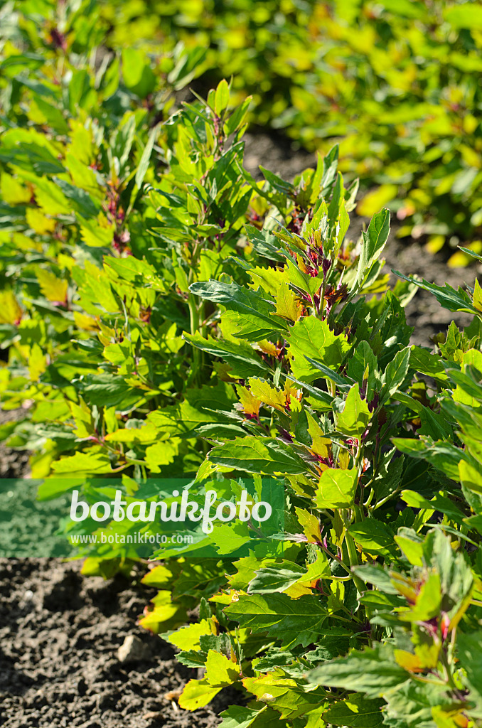 496289 - Épinard arbre (Chenopodium giganteum 'Magentaspreen')