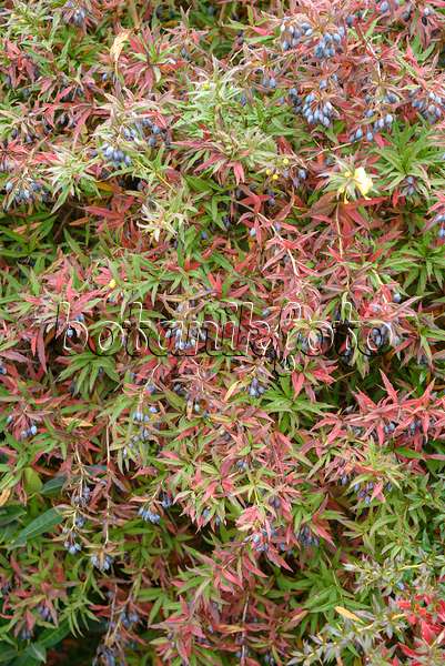 575024 - Épine-vinette de Gagnepai (Berberis gagnepainii var. lanceifolia)