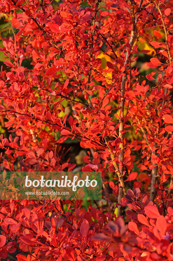 489153 - Épine-vinette de Thunberg (Berberis thunbergii 'Atropurpurea')