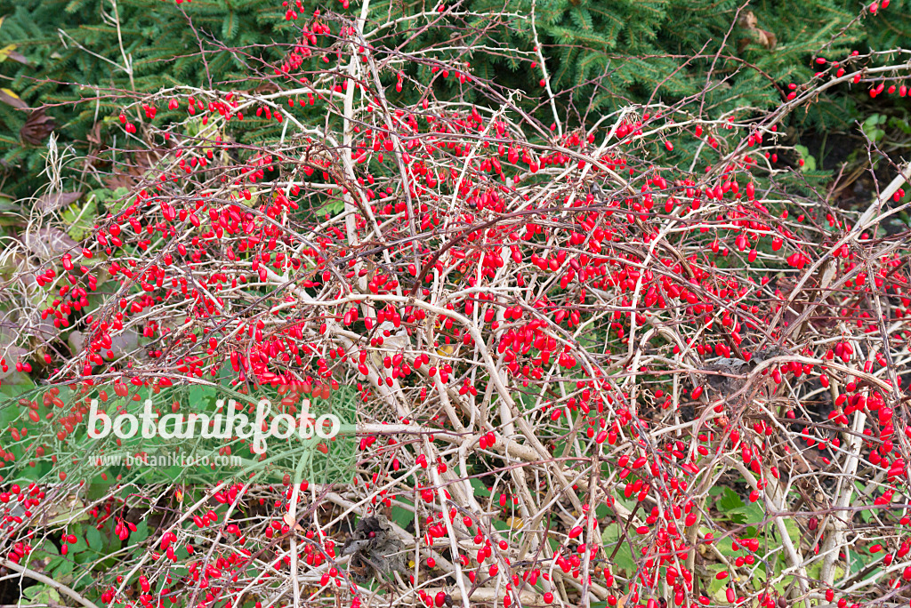 562019 - Épine-vinette de Thunberg (Berberis thunbergii)