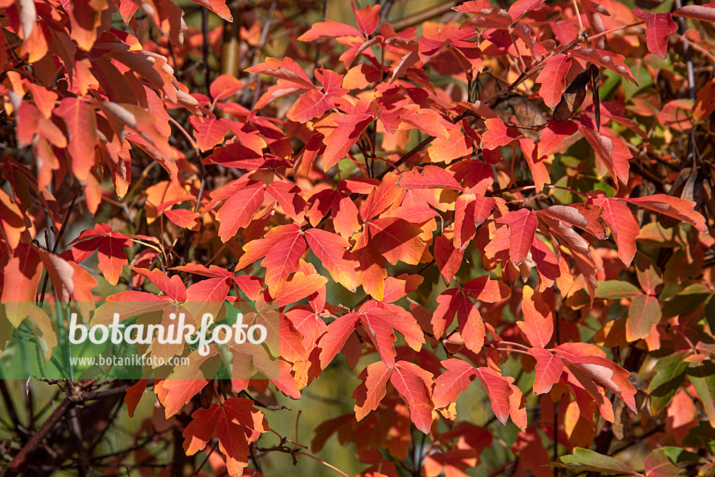 616140 - Érable à écorce de papier (Acer griseum)