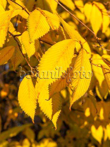 431100 - Érable à feuilles de charme (Acer carpinifolium)