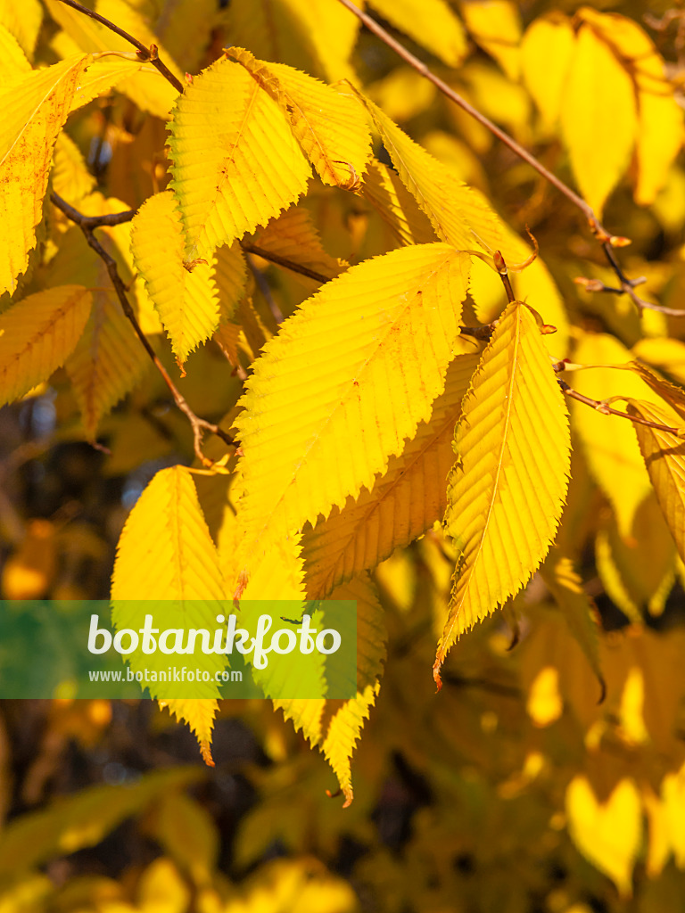 431100 - Érable à feuilles de charme (Acer carpinifolium)