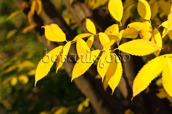 466055 - Érable à feuilles de charme (Acer carpinifolium)