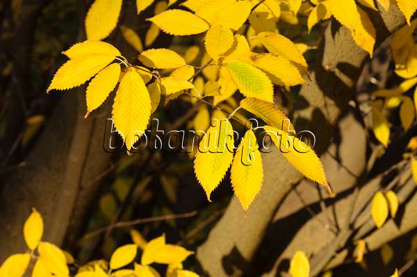 466056 - Érable à feuilles de charme (Acer carpinifolium)