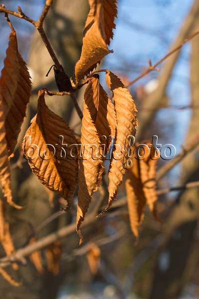 516025 - Érable à feuilles de charme (Acer carpinifolium)