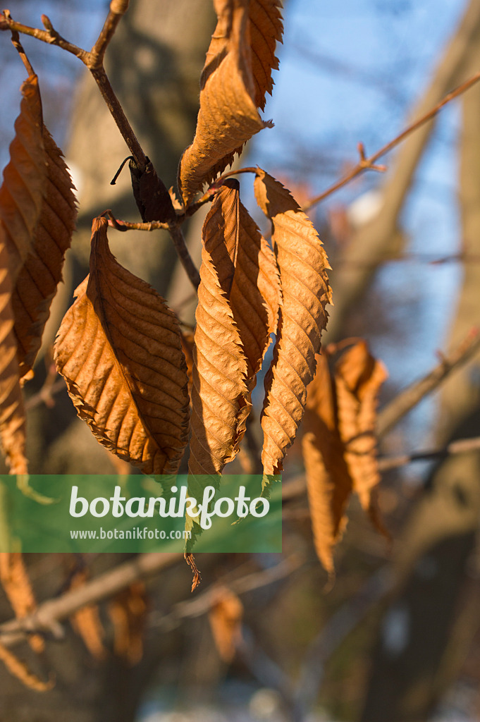 516025 - Érable à feuilles de charme (Acer carpinifolium)