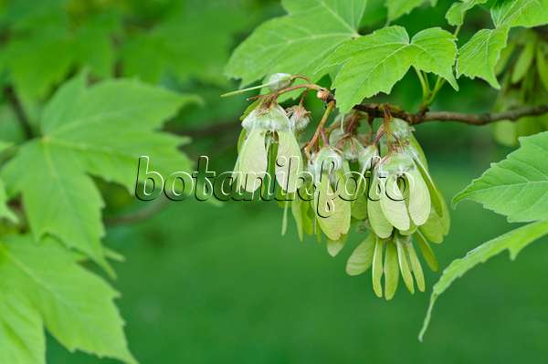 472079 - Érable cornu (Acer diabolicum)