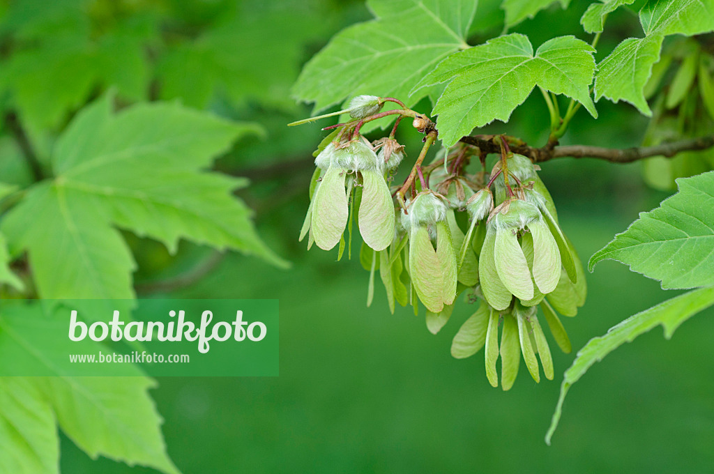 472079 - Érable cornu (Acer diabolicum)