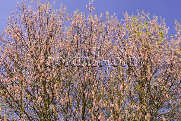 601034 - Érable negundo (Acer negundo) avec des fleurs mâles