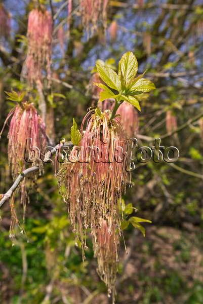 601035 - Érable negundo (Acer negundo) avec des fleurs mâles