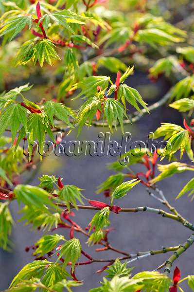 483298 - Érable palmé (Acer palmatum)