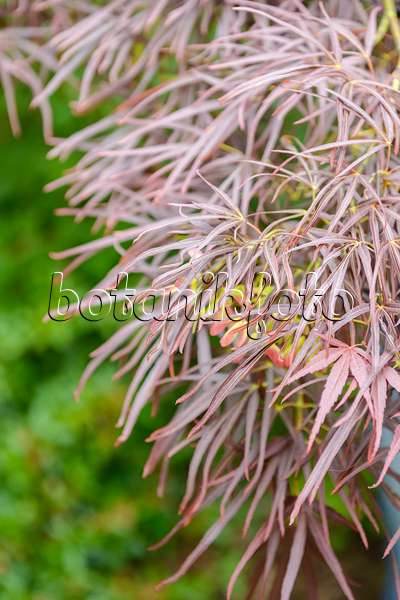 593011 - Érable palmé (Acer palmatum 'Atrolineare')