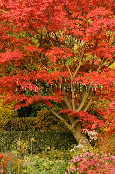 501251 - Érable palmé (Acer palmatum 'Autumn Glory')