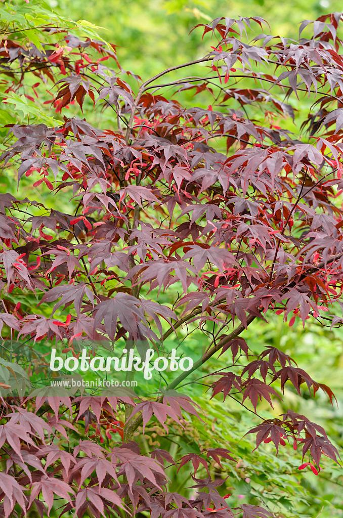 533318 - Érable palmé (Acer palmatum 'Bloodgood')