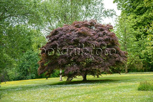 547052 - Érable palmé (Acer palmatum 'Bloodgood')