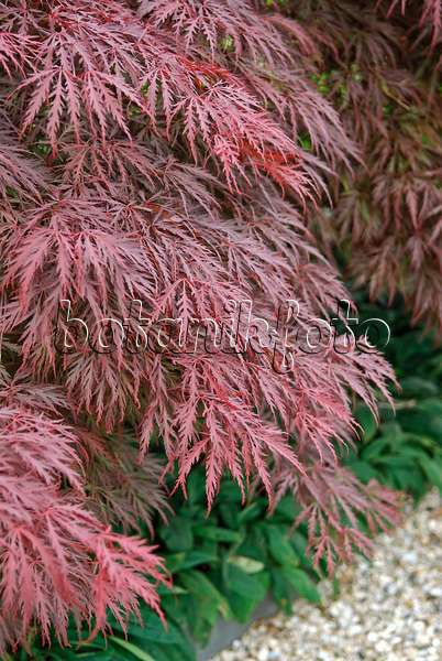 502086 - Érable palmé (Acer palmatum 'Crimson Queen')