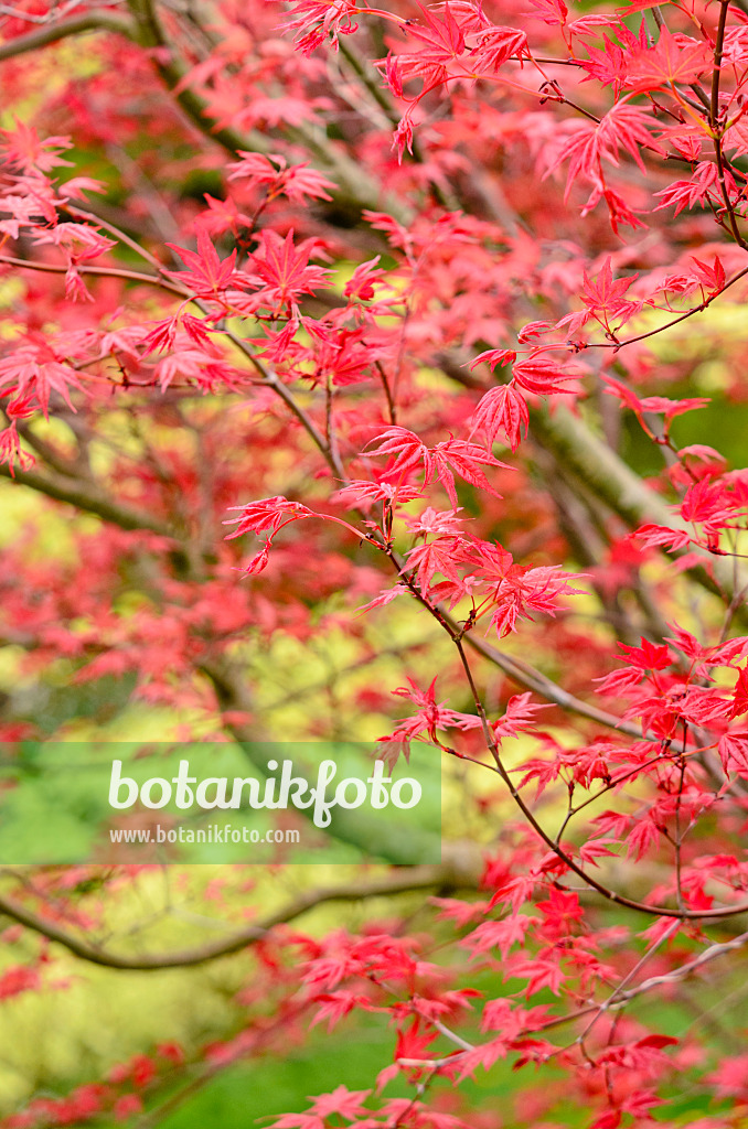 556022 - Érable palmé (Acer palmatum 'Deshojo')