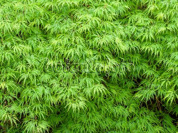 437419 - Érable palmé (Acer palmatum 'Dissectum')