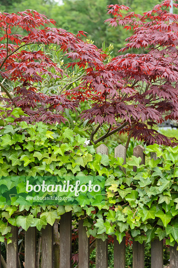 557320 - Érable palmé (Acer palmatum) et lierre grimpant (Hedera helix)