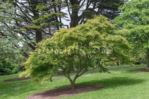 651018 - Érable palmé (Acer palmatum 'Seiryû')
